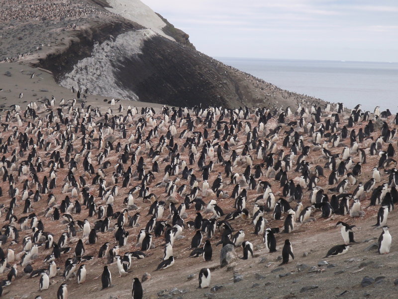 Het lijkt chaos, zo' n berg met pinguïn nesten