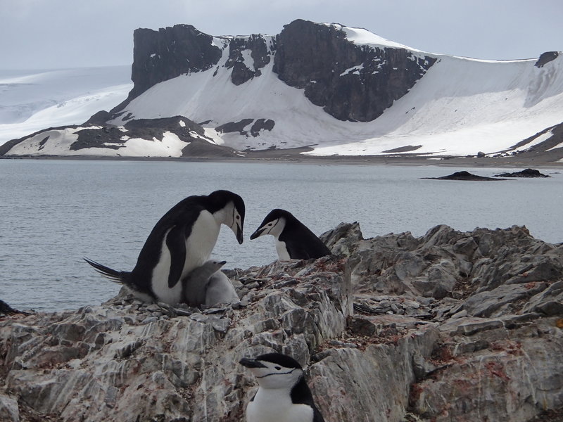 Deze chin-striped pinguïns lijken erom te lachen