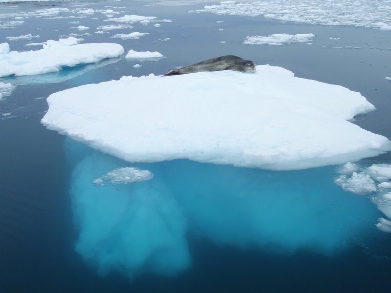 Een ijsberg is inderdaad 90 % onderwater. Voor de Leopard zeehond maakt dat niets uit.