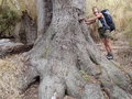 Met volop Alerce bomen, de Sequoia van Zuid Amerika