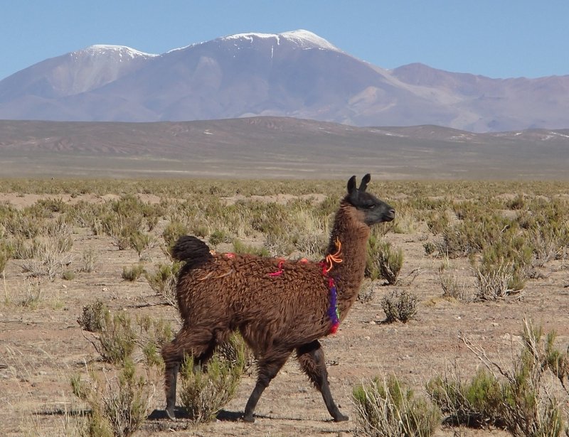 Lama s in de Andes