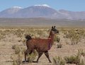 Lama s in de Andes