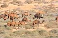 velvet camels