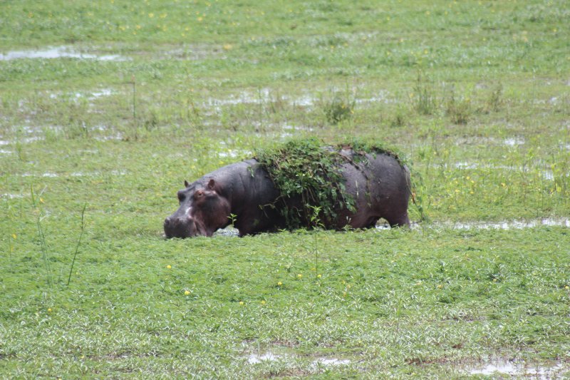 Hippo wallows nearby