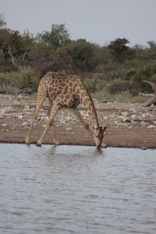 Thirsty giraffe 