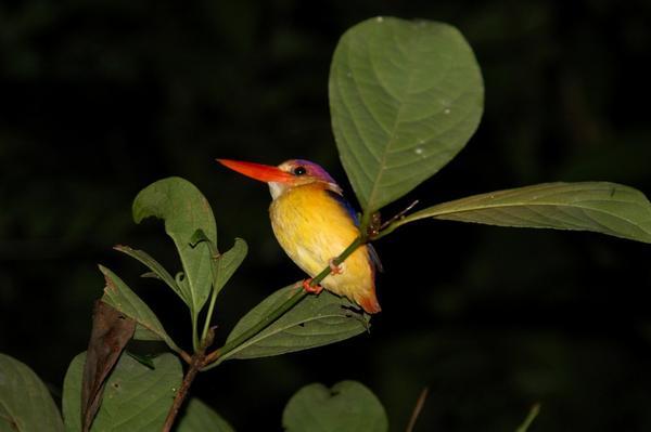 Black-backed kingfisher