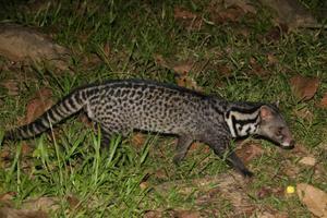 Civet cat | Photo