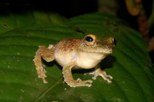 Frilled tree frog - male