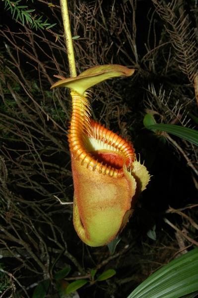 Our first pitcher plant