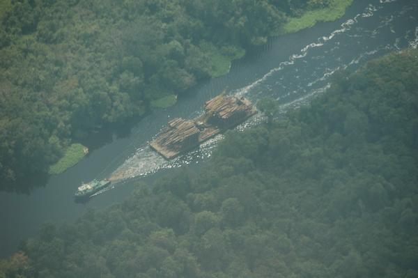 Logs being taken down river to be sold to a house near you