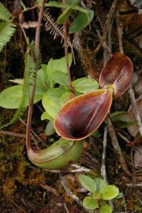 Pitcher plant at the top of the pass