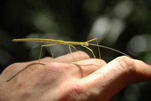 Another species of stick insect