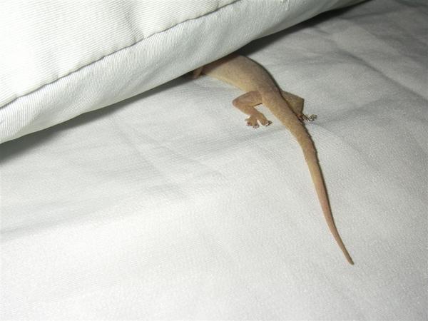 Sad gecko