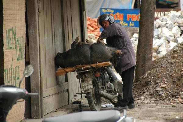 Minsks are used for a variety of tasks - pig transport of course is one of them