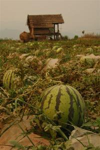 You could get the freshest most massive watermelon for 50c