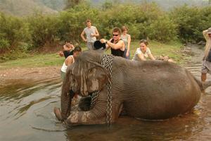 Washing an elephant