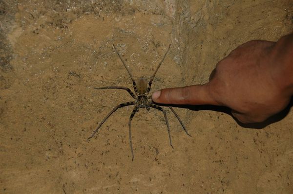 Cave spider