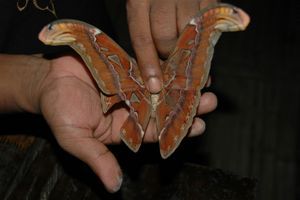 A large moth in Khao Sok