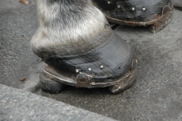 Interesting horse shoes.