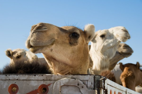 Camel truck