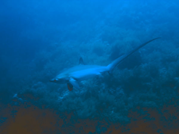 Thresher shark at 50m