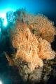 Gorgonian Seafan