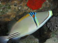 Arabian Picasso Triggerfish