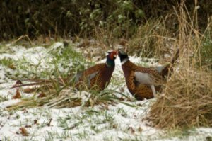 Two male pheasants stand off.