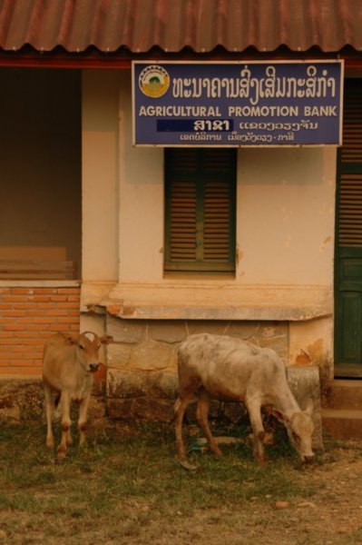 The "Agricultural Promotion Bank" in Vang Vieng