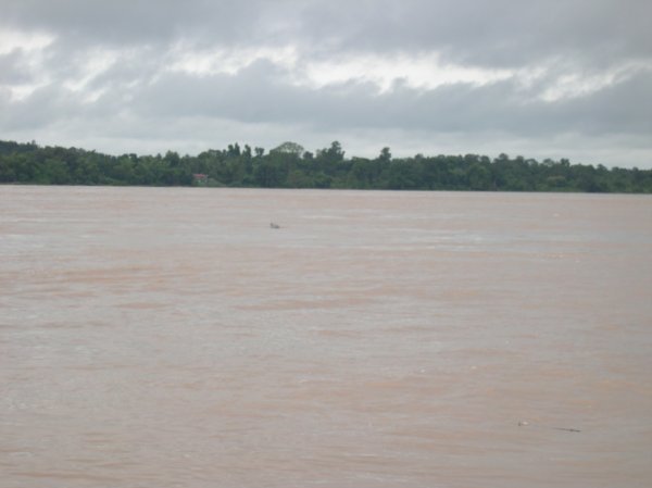 Irrawaddy dolphin (black spot in water)