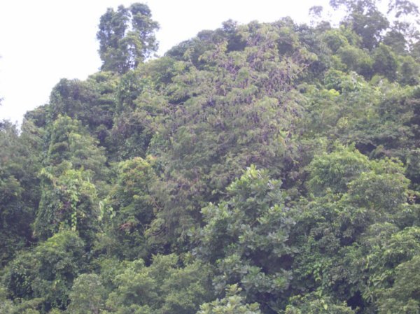 Bat tree on Burma border