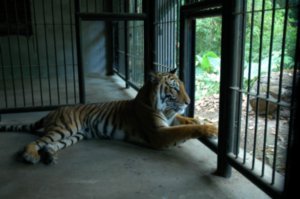 A rescued tiger near the wallfall