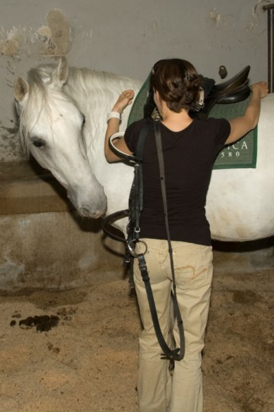 At the Lipizzaner stud in Lipica