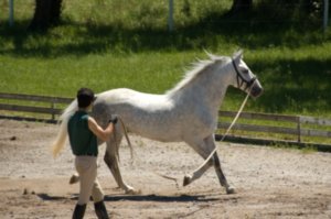 Training at the Lipizzaner stud in Lipica