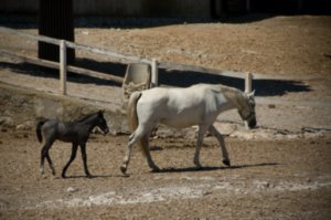 A mare and its puppy at the Lipizzaner stud