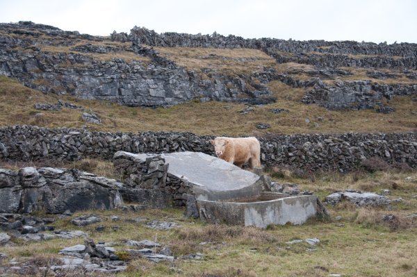 Aran Island cattle trough - there is enough rain that this is enough catchment for the trough