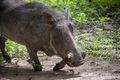 Warthog using the tried and true walk-on-knees-while-eating-grass technique.