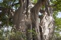 2500 year old Baobab tree