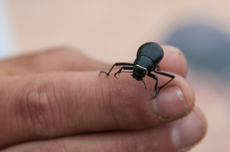 The Namib Desert Beetle as described above.