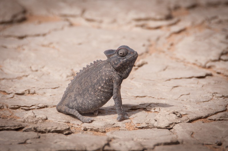 Baby Namaqua Chameleon