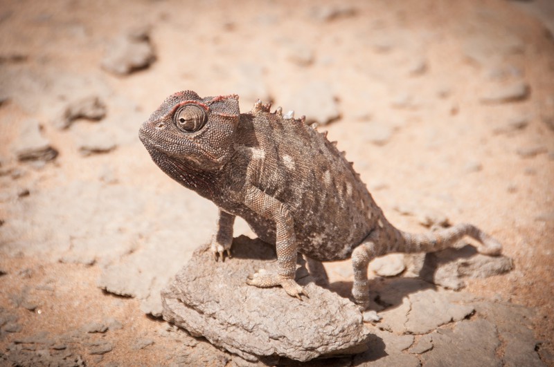 Adult Namaqua Chameleon