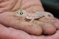 Palmato Gecko (Palmotogecko rangei)