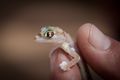 The nocturnal Palmato Gecko