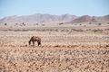 Namib Desert between Aus and Luderitz
