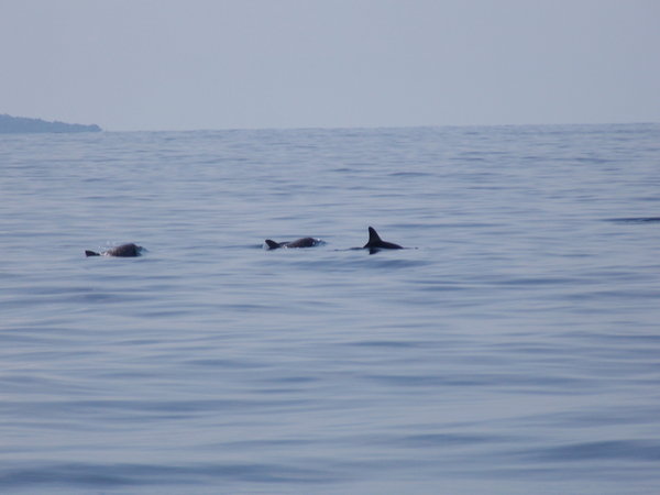 dolphins on way to similan islands
