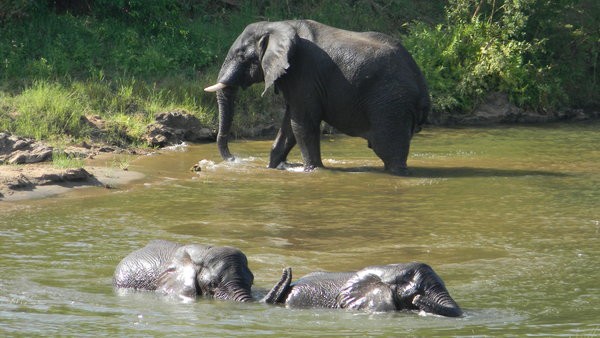 Elephants playing in the water