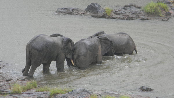 Elephants don't like rain