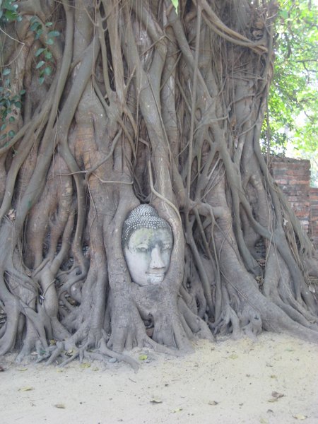 Buddha head in the tree roots
