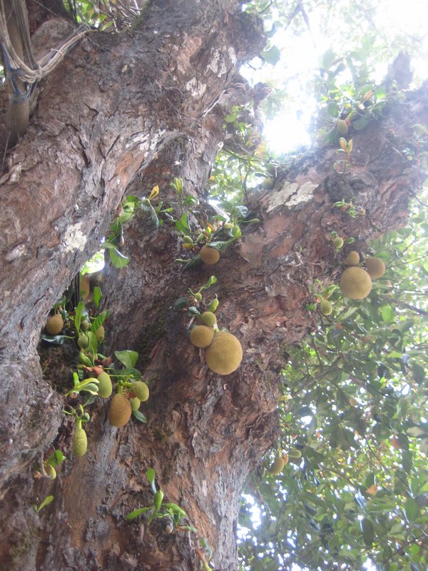 The jack fruit tree