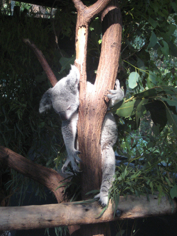 Koalas sleep in some funny positions